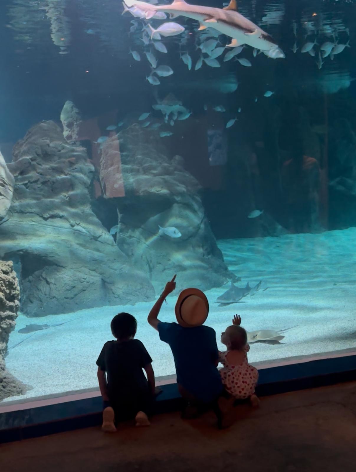 Two people sitting in front of a large aquarium tank, watching fish and marine life swim past.